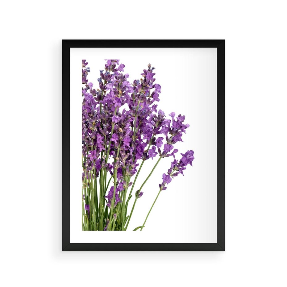 Plakat w ramie 30x40 - Pola lawendy w pełnym rozkwicie - lawenda, kwiaty - rama czarna