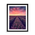 Plakat w ramie 50x70 - Różowe Niebo nad Polami - pola lawendy, zachód słońca - rama czarna