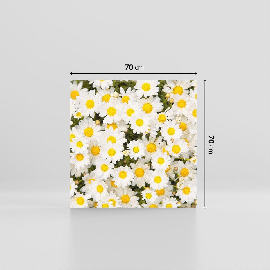 Obraz na płótnie 70x70 - Delikatność Kwiatowej Przyrody - stokrotki, kwiaty