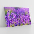Obraz na płótnie 100x70 - Zaklęta lawenda - lawenda, kwiaty