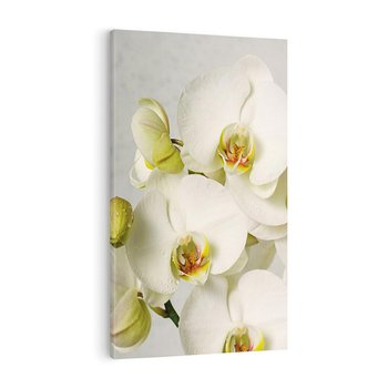 Obraz na płótnie 80x120 - Elegancka uroda orchidei - orchidea, kwiaty