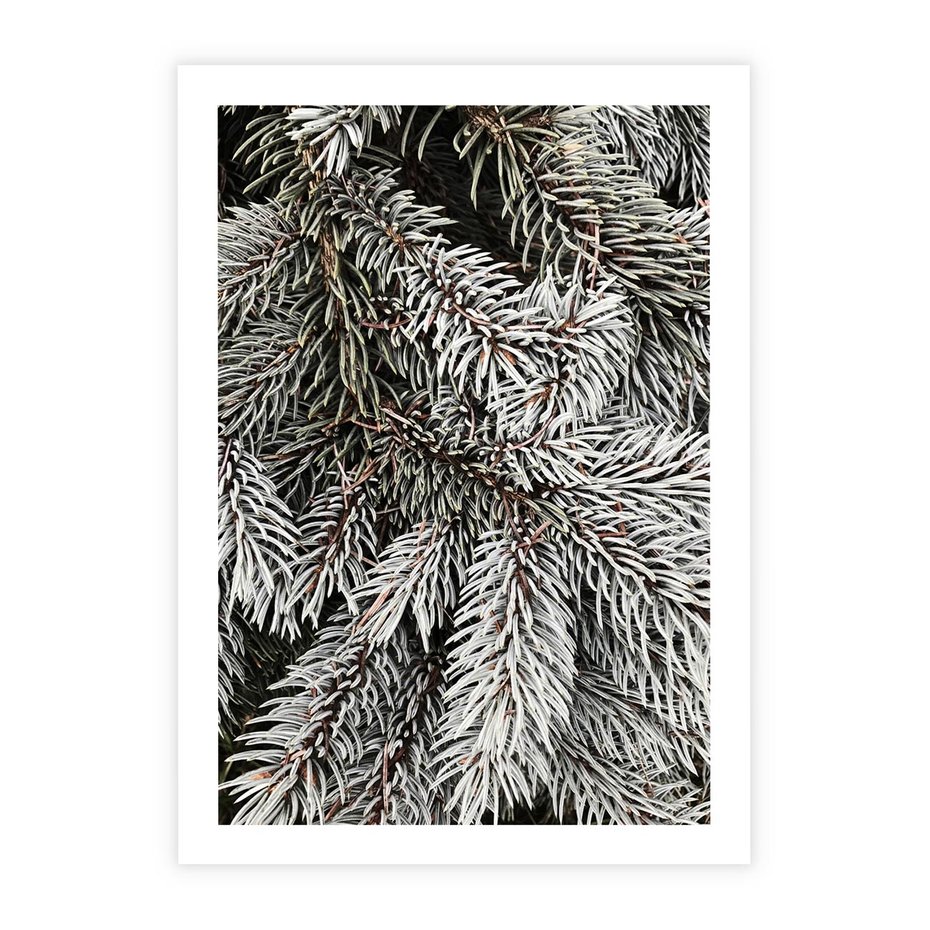 Plakat bez ramy 21x30 - Cisza Zimowej Natury - zima, iglaste gałązki