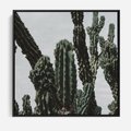 Obraz w ramie 50x50 - Boho oaza wśród kaktusów - kaktusy, pustynia - rama czarna