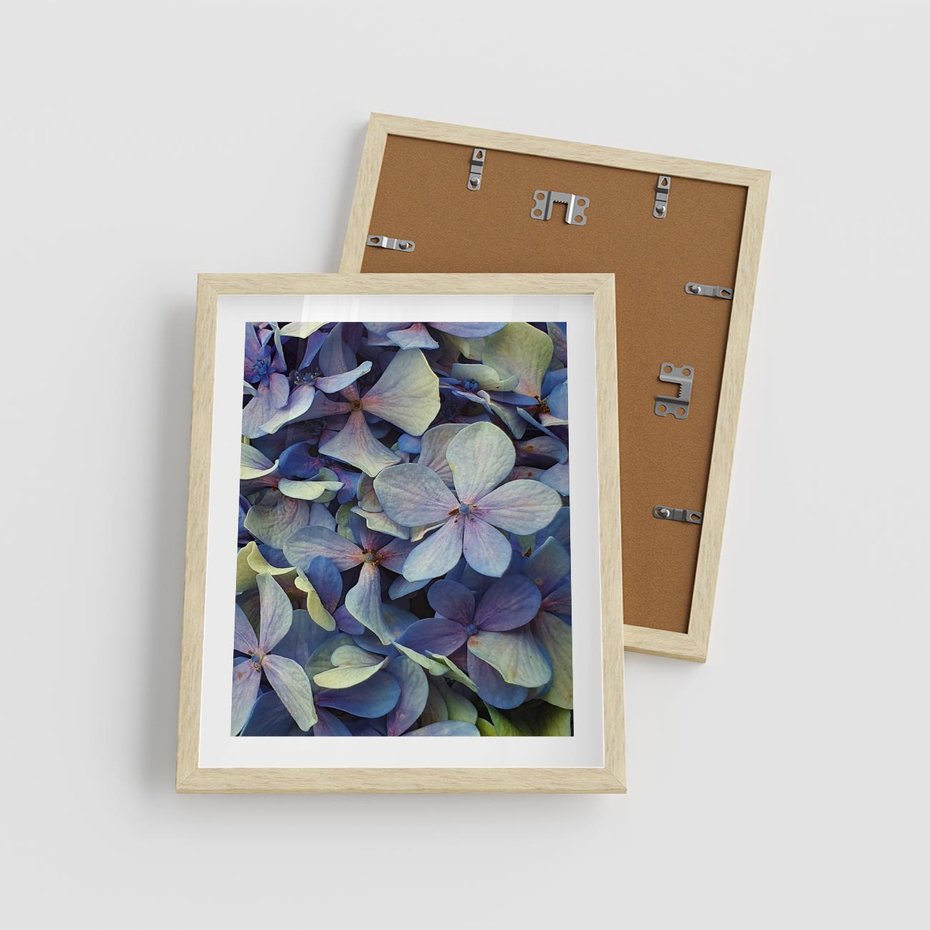 Plakat w ramie 40x50 - Hortensja - delikatność kwiatów - hortensja, kwiaty - rama drewno