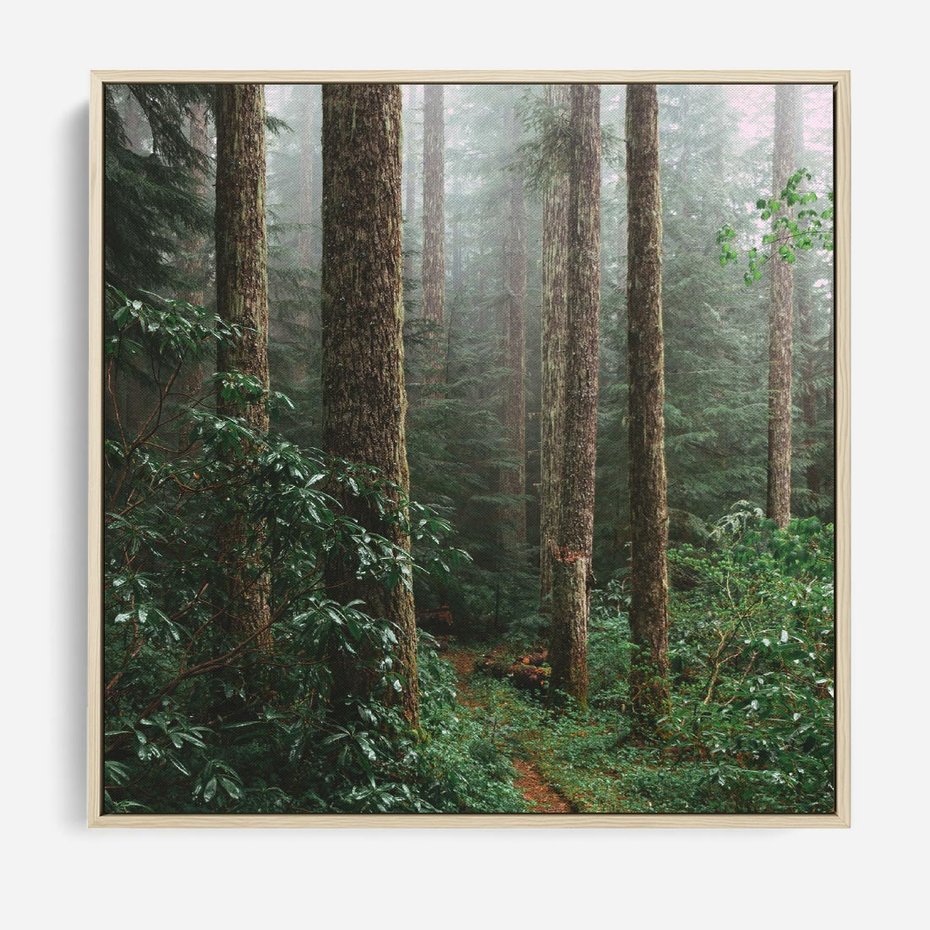 Obraz w ramie 50x50 - Mgliste Marzenia - artystyczna fotografia, las - rama drewno