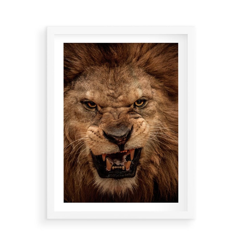 Plakat w ramie 50x70 - Władca Sawanny - lew, sawanna - rama biała