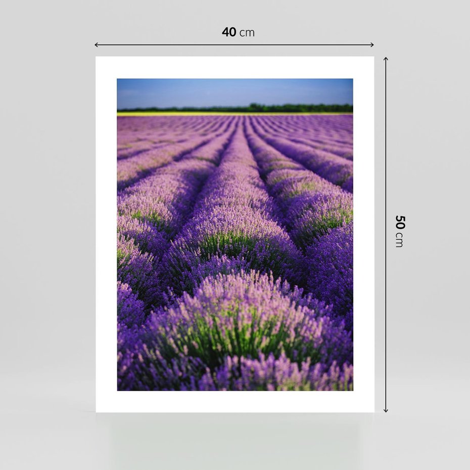 Plakat bez ramy 40x50 - Malownicze Pole Lawendy - lawenda, pole