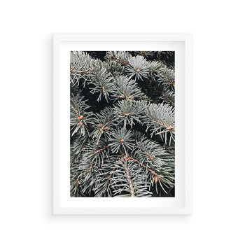 Plakat w ramie 50x70 - Zima na Gałęziach - sosnowe gałęzie, igły - rama biała