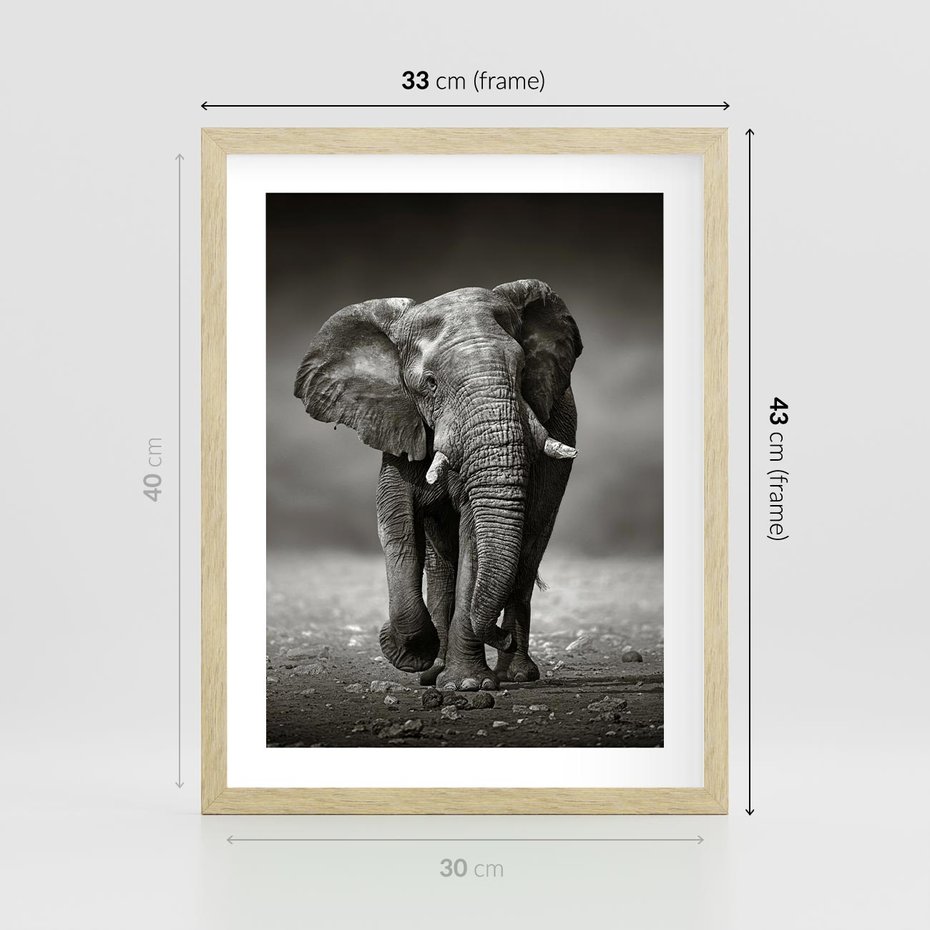 Plakat w ramie 30x40 - Majestatyczny słoń Afryki - słoń, Afryka - rama drewno