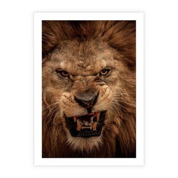 Plakat bez ramy 40x50 - Władca Sawanny - lew, sawanna