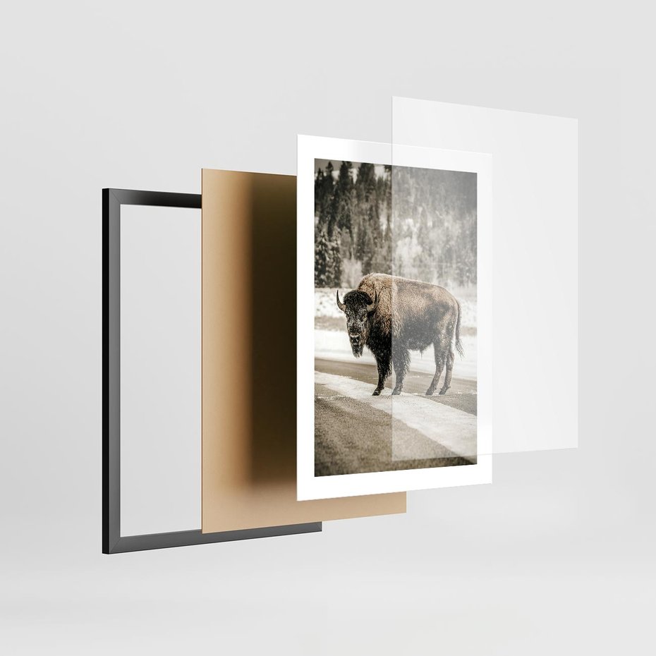 Plakat w ramie 30x40 - Spotkanie z Żubrem na Leśnej Drodze - żubr, las - rama czarna