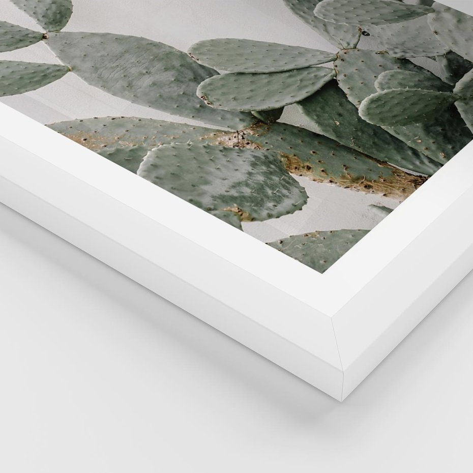 Plakat w ramie 30x40 - Imponujący Kaktus - duży kaktus, opuncja - rama biała