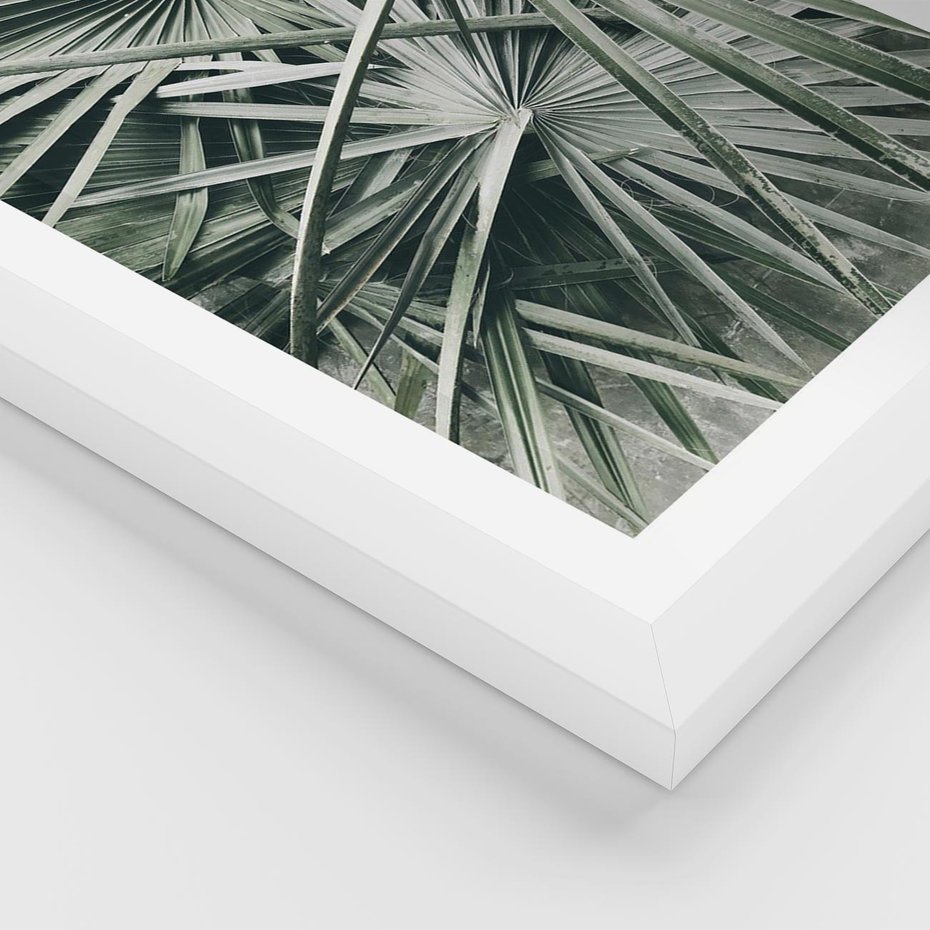 Plakat w ramie 50x70 - Palmy w Zgaszonej Zieleni - palmy, tropikalne liście - rama biała