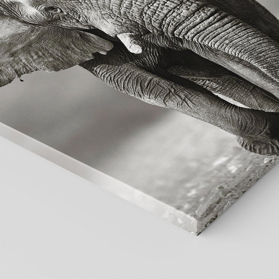 Obraz na płótnie 60x60 - Majestatyczny słoń Afryki - słoń, Afryka