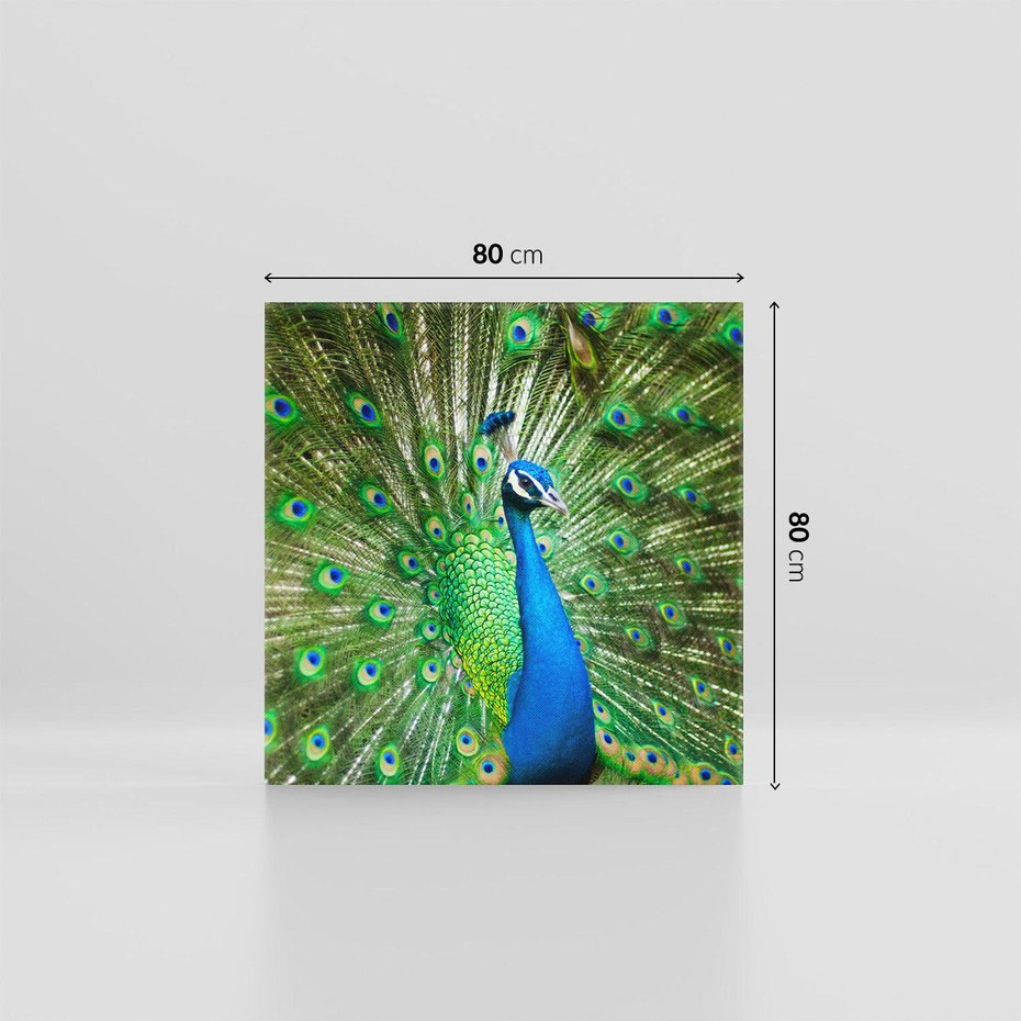 Obraz na płótnie 80x80 - Wspaniałość pawich piór - paw, pióra