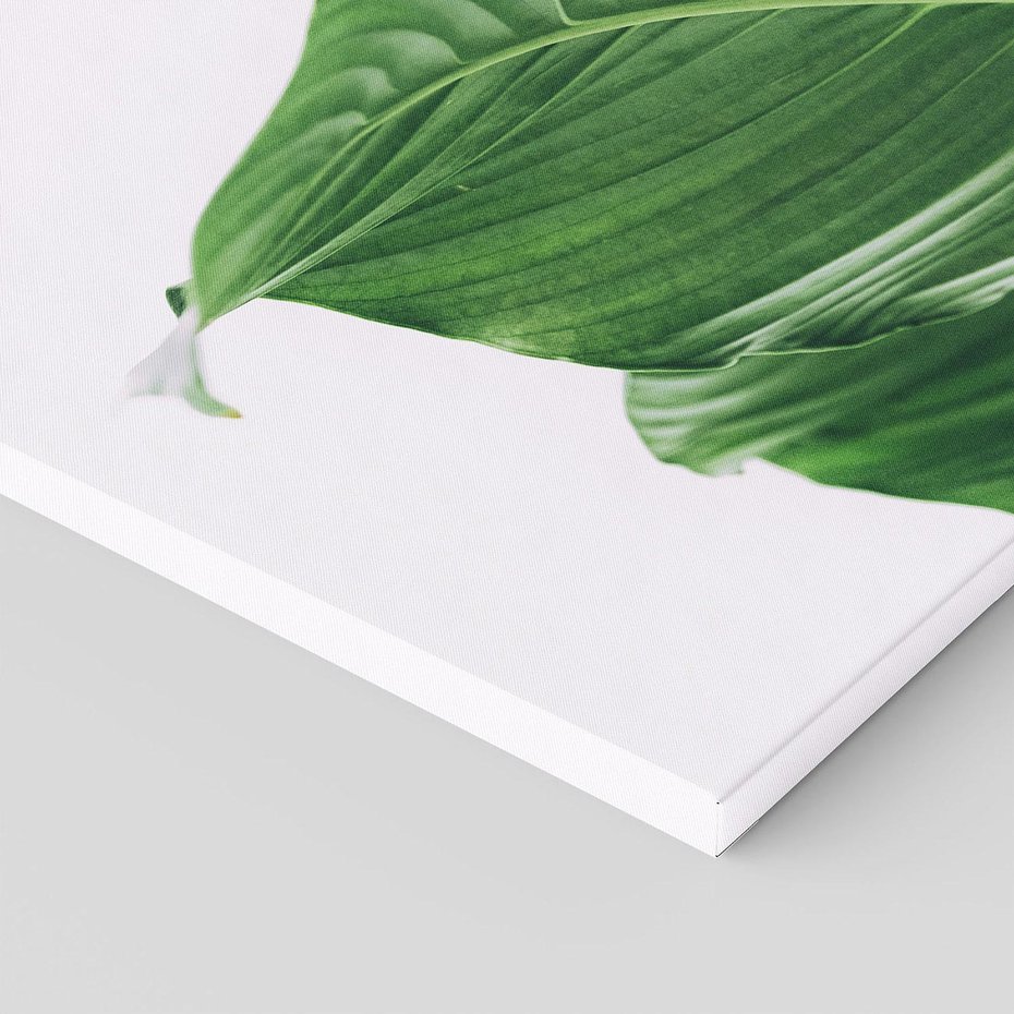 Obraz na płótnie 60x60 - Zielone liście monstery - liście, monstera