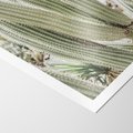 Plakat bez ramy 30x40 - Duże Kaktusy w Pejzażu - kaktus, duże kaktusy na pustyni