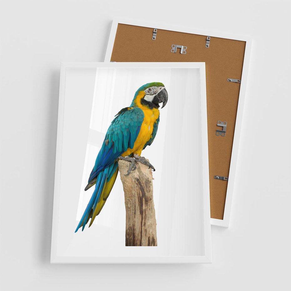 Plakat w ramie 50x70 - Kolorowa papuga w locie - papuga, ptak - rama biała