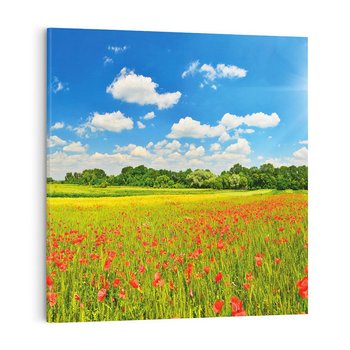 Obraz na płótnie 80x80 - Malownicze maki na łące - maki, łąka