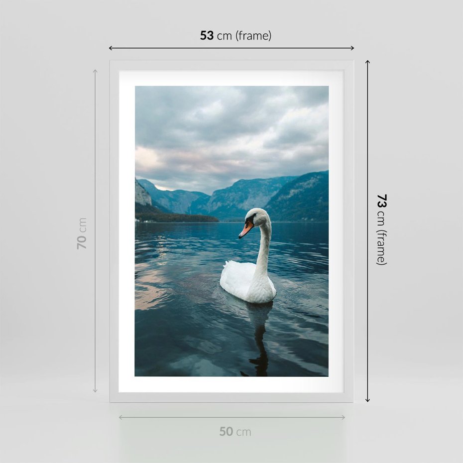 Plakat w ramie 50x70 - Łabędzi Śpiew - fotografia, plakat - rama biała