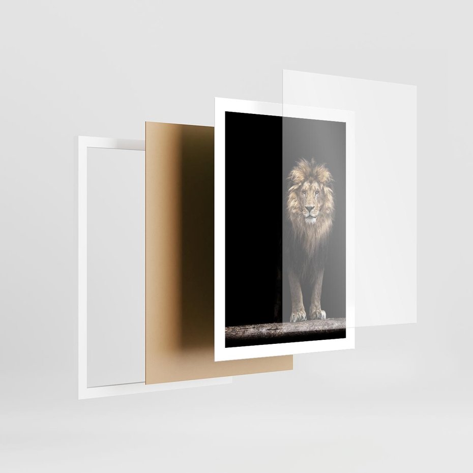 Plakat w ramie 50x70 - Lew: dzikie piękno natury - lew, dzikie - rama biała
