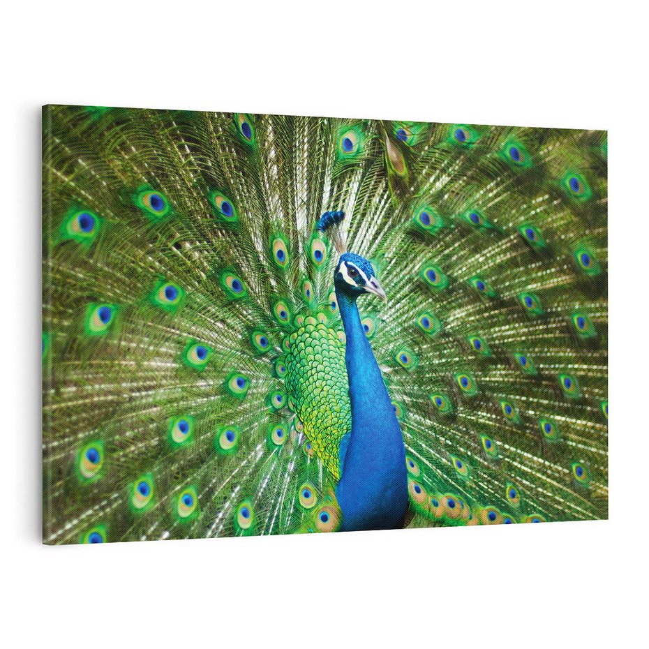 Obraz na płótnie 120x80 - Wspaniałość pawich piór - paw, pióra