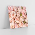 Obraz na płótnie 70x70 - Delikatność róż - piękno natury - róże, kwiaty