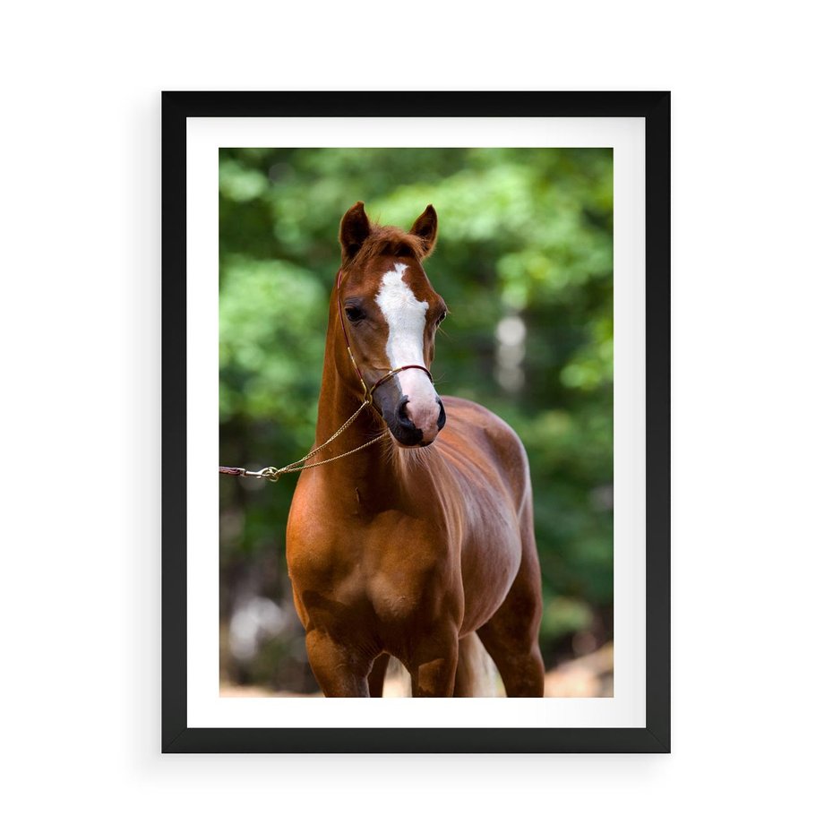 Plakat w ramie 50x70 - Portret Szlachetnego Konia - koń, portret - rama czarna