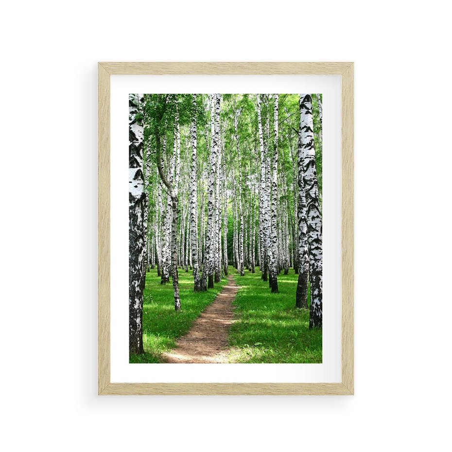 Plakat w ramie 30x40 - Bajkowy las pełen brzóz - las, brzozy - rama drewno