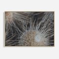 Obraz w ramie 70x50 - Ulotna Piękność Natury - makro, dmuchawce - rama drewno