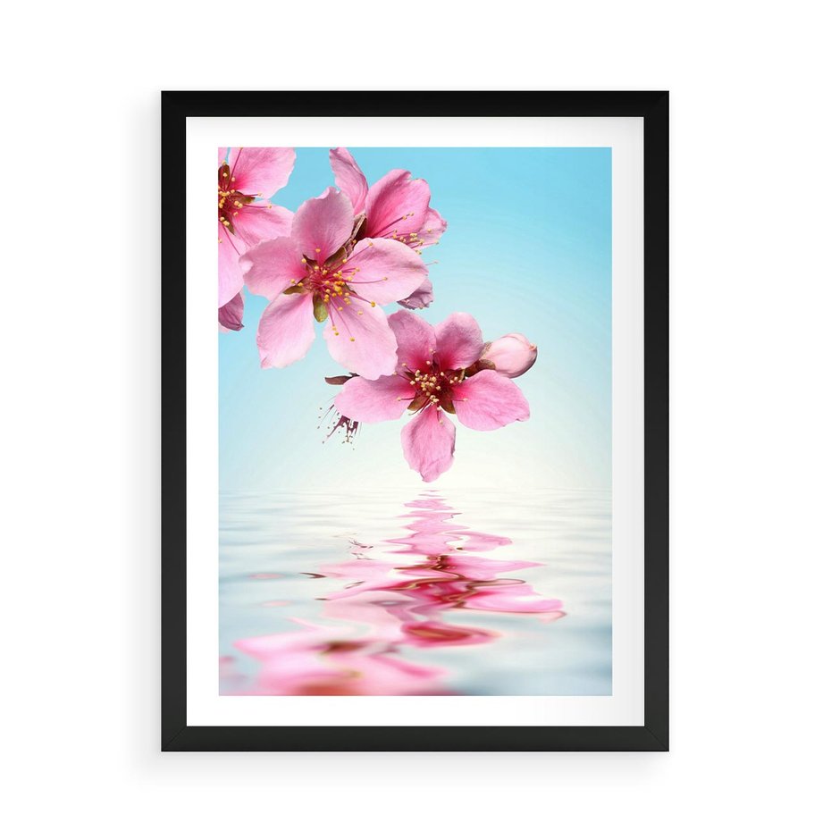 Plakat w ramie 50x70 - Magia kwitnącej wiśni - kwitnąca, wiśnia - rama czarna
