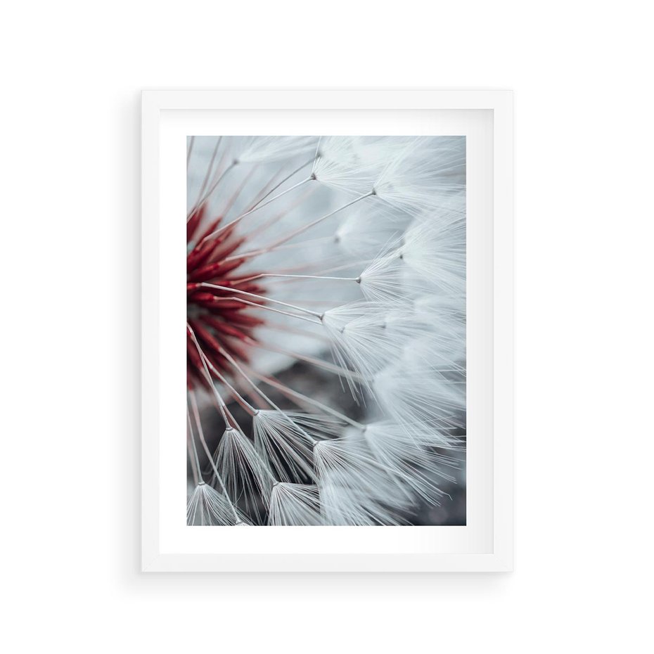 Plakat w ramie 30x40 - Makro świat dmuchawca - dmuchawiec, makro - rama biała