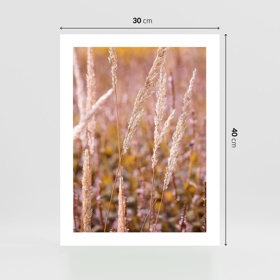 Plakat bez ramy 30x40 - Sucha Trawa w Sierpniu - trawy, łąka