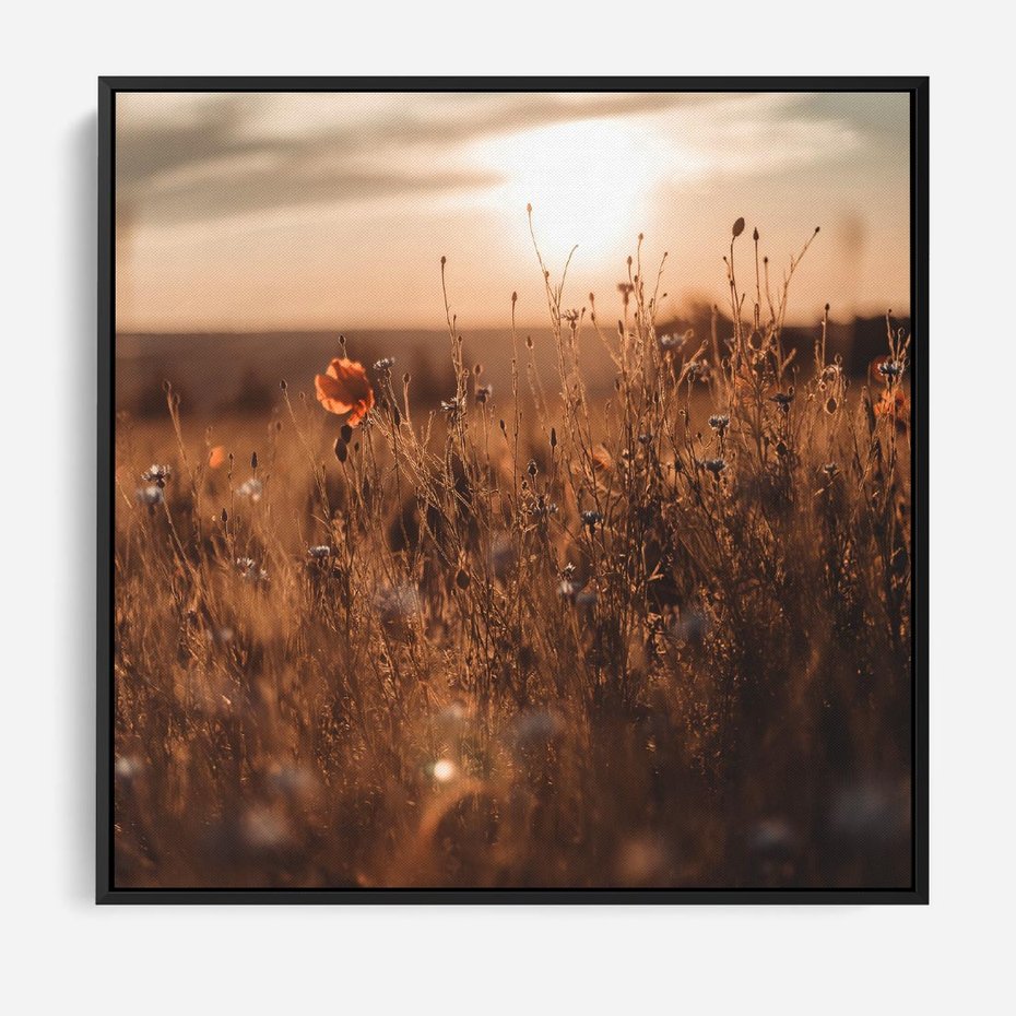 Obraz w ramie 50x50 - Zachwyt zachodem słońca na łące - zachód, słońca - rama czarna