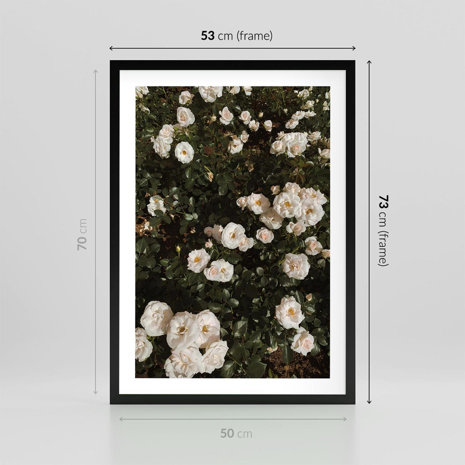 Plakat w ramie 50x70 - Czyste Piękno - białe kwiaty, białe róże - rama czarna