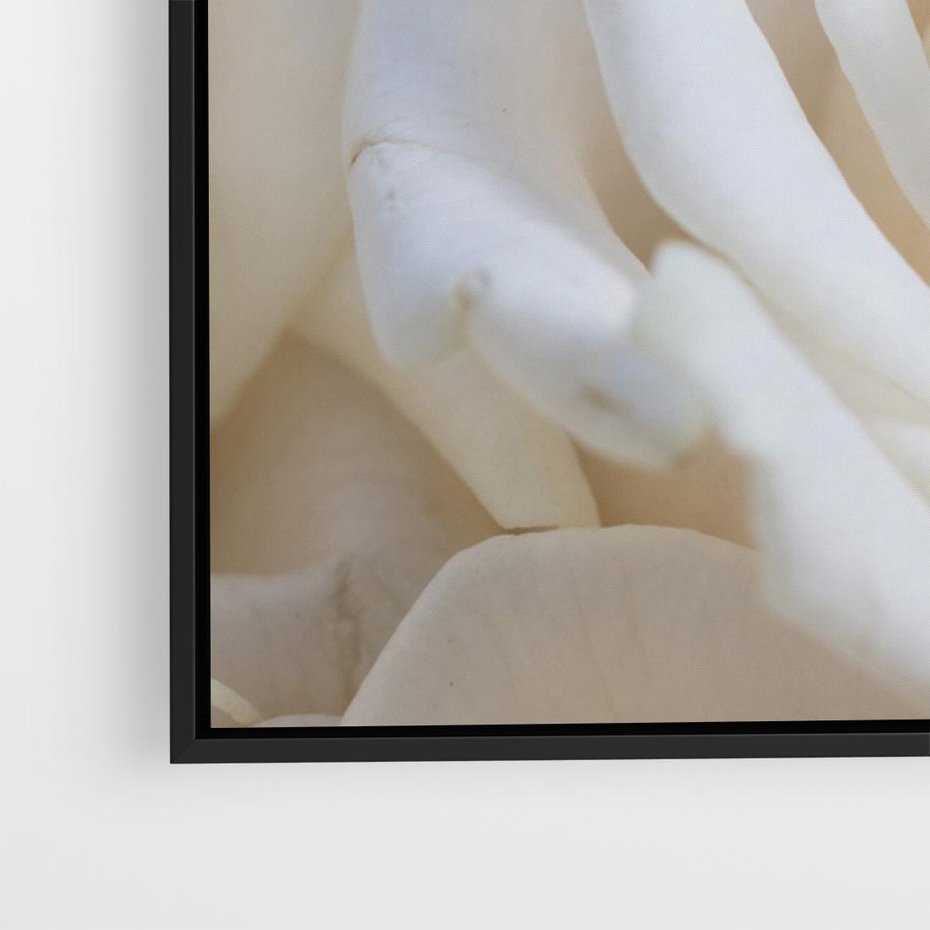 Obraz w ramie 70x50 - Białe róże piękności - białe, róże - rama czarna