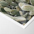 Plakat bez ramy 50x70 - Kaktusowa Harmonia - kaktusy, fotografia