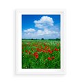 Plakat w ramie 50x70 - Kolorowa łąka pełna maku - łąka, maki - rama biała