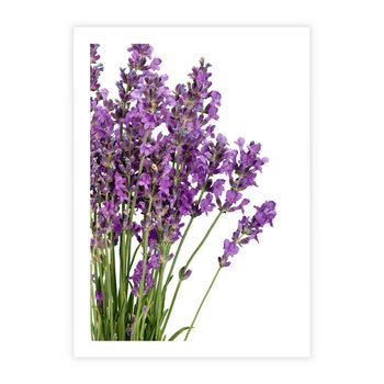 Plakat bez ramy 30x40 - Pola lawendy w pełnym rozkwicie - lawenda, kwiaty