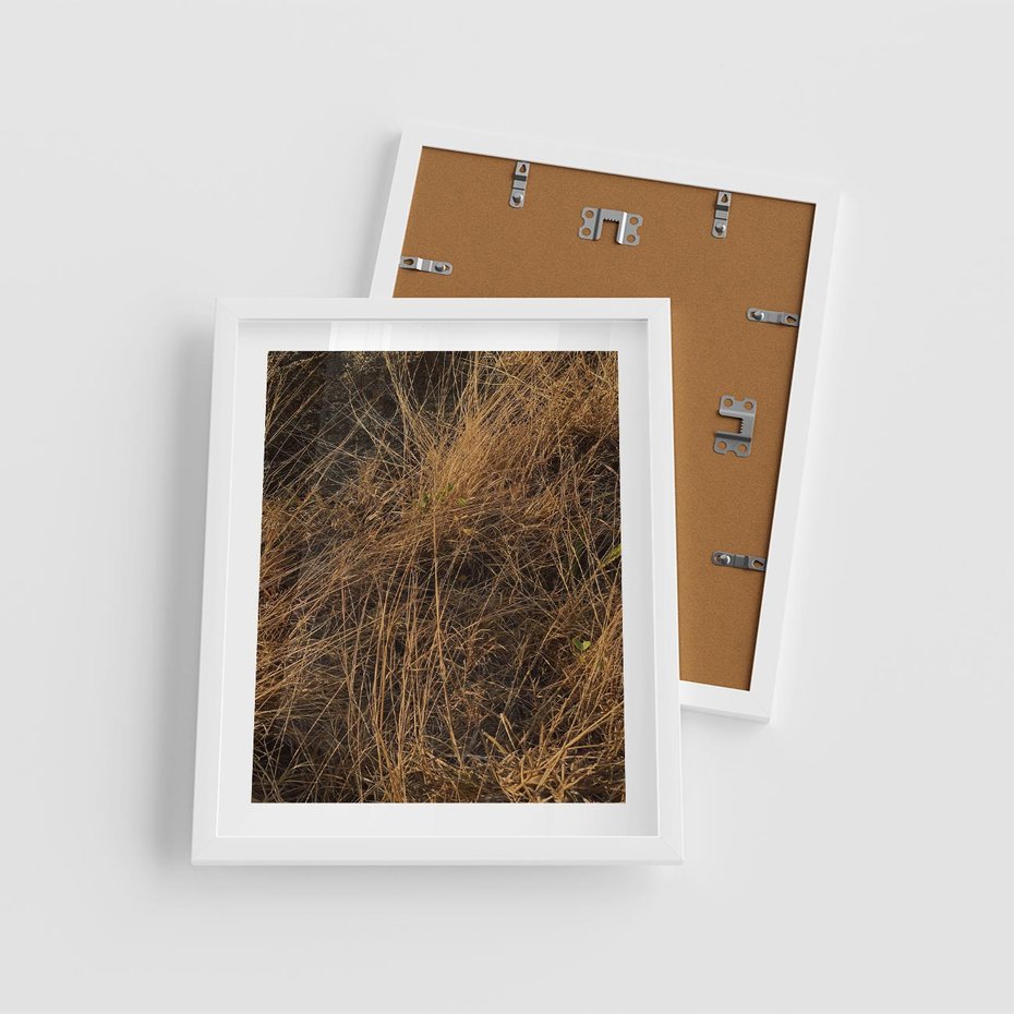 Plakat w ramie 40x50 - Szlachetna Suchość Traw - trawy, suche trawy - rama biała