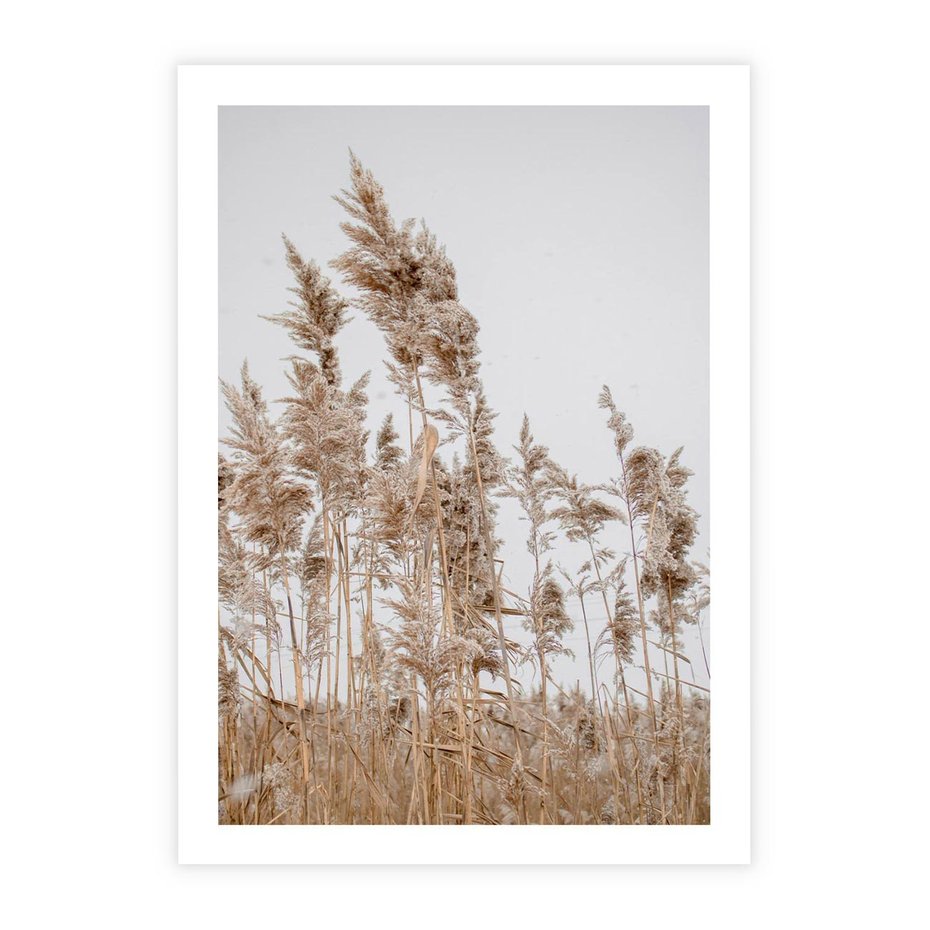 Plakat bez ramy 21x30 - Boho Urok - trawy, pampas