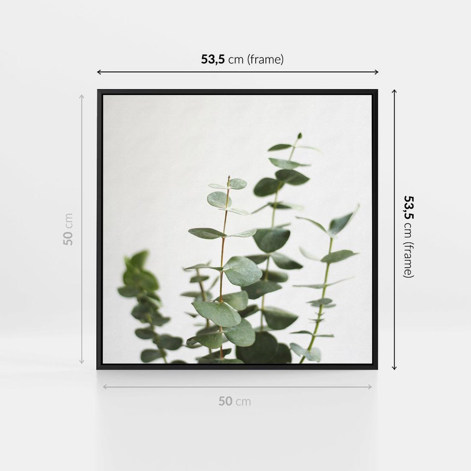 Obraz w ramie 50x50 - Żywa eukaliptusowa zieleń - eukaliptus, zielone - rama czarna