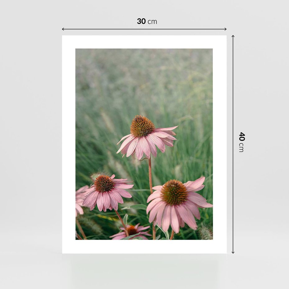 Plakat bez ramy 30x40 - Natura w Pełnym Blasku - kwiaty na łące, różowe kwiaty polne