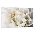 Obraz na płótnie 120x80 - Białe Kwiaty Delikatności - białe, kwiaty