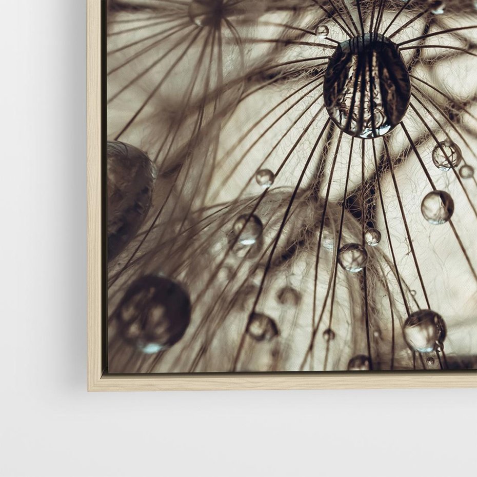 Obraz w ramie 50x50 - Lekkie dmuchawce - dmuchawce, krople - rama drewno