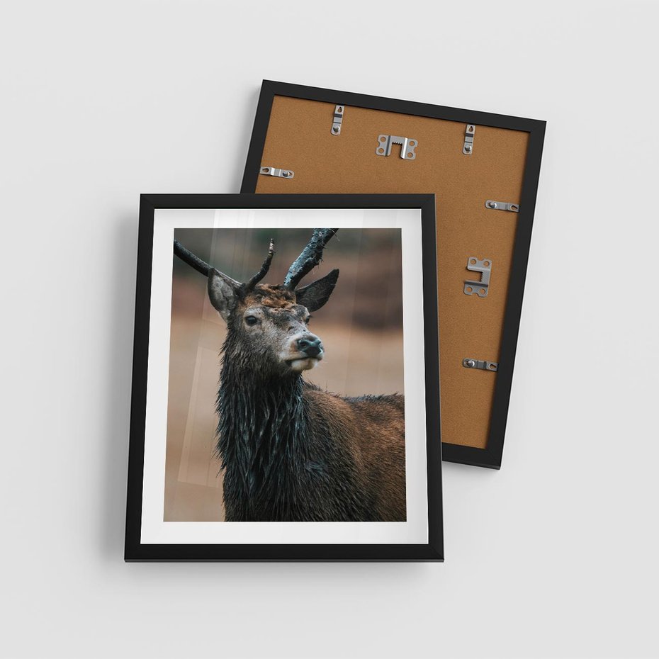 Plakat w ramie 40x50 - Spokojny jeleń - jeleń, las - rama czarna