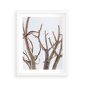 Plakat w ramie 40x50 - Pustynna Harmonia Gałęzi - pustynna roślina, suche gałęzie - rama biała