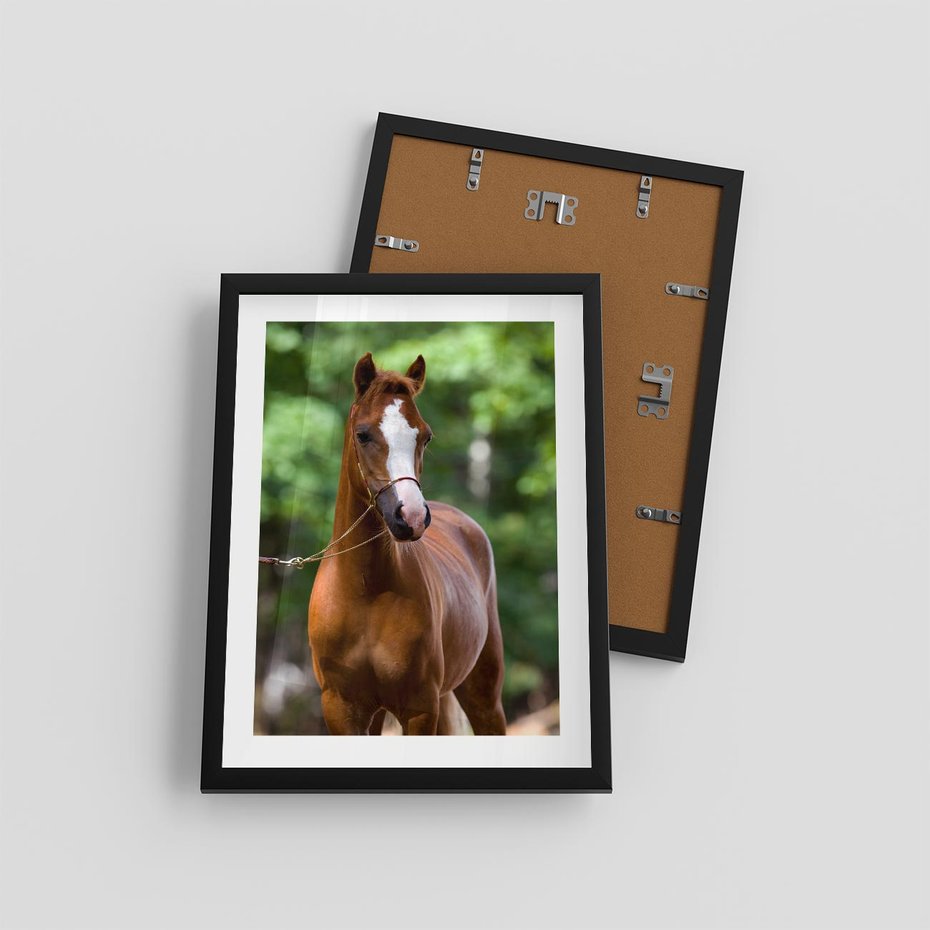 Plakat w ramie 30x40 - Portret Szlachetnego Konia - koń, portret - rama czarna