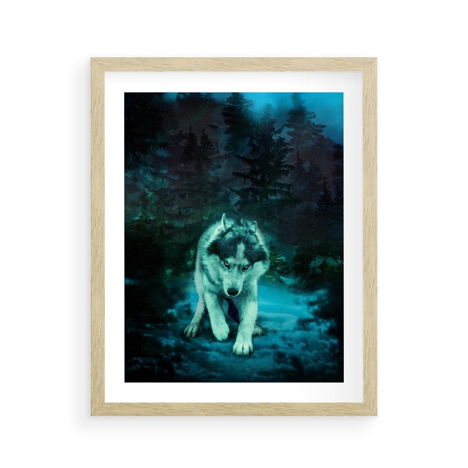 Plakat w ramie 40x50 - Siła i wdzięk natury - wilk, husky - rama drewno