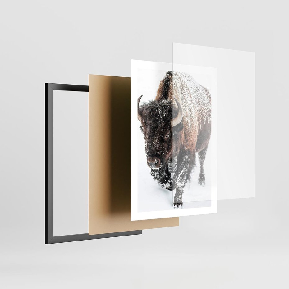 Plakat w ramie 50x70 - Zimowy Władca Puszczy - żubr, bizon - rama czarna